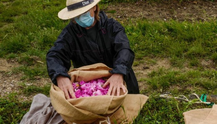 À Grasse, cueillette des roses par temps de pandémie et de pression immobilière