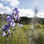 L'Aromatic Fablab, une pépinière durable dédiée aux agriculteurs grassois (Photo : Association des Fleurs d'Exception du Pays de Grasse)