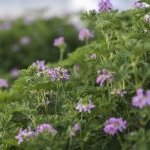 L'Aromatic Fablab, une pépinière durable dédiée aux agriculteurs grassois (Photo : Association des Fleurs d'Exception du Pays de Grasse)